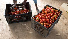 Agricultural insurance: The antidote to many economic illnesses 6 Seydou Sogoba prepares to weigh crates of tomatoes before they are sent to the market in Katibougou, Mali February 12, 2020. Picture taken February 12, 2020. REUTERS/Annie Risemberg