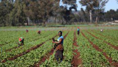 Agricultural insurance: The antidote to many economic illnesses 7 A worker holds a hoe as they remove weed at a farm amid the spread of the coronavirus disease (COVID-19), in Eikenhof, South Africa, April 16, 2020. Picture taken April 16, 2020. REUTERS/Siphiwe Sibeko