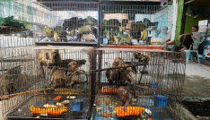 The threat of catastrophic biodiversity loss 2 Macaques seen inside the cages during on sale at animals market store in Medan, North Sumatra province, Indonesia on February 22, 2020. Topeng monyet or the monkey mask is a show using monkeys. In some regions of Indonesia this performance is no longer allowed because it is considered torture of animals. Photo by Sutanta Aditya/ABACAPRESS.COM