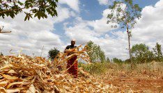 Waki Munyalo works on her farm after harvesting her maize insured by Pula, an agricultural insurance company that helps small-scale farmers to manage the risk associated with extreme climate conditions, in Kitui county, Kenya, March 17, 2021. Picture taken March 17, 2021. REUTERS/Monicah Mwangi