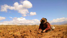 Climate finance meets low-carbon agtech 6 Traditional Potatoe harvest in the Andes of Peru