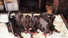 The threat of catastrophic biodiversity loss 3 20.04.2009, Tomohon, Sulawesi, Indonesien, Asien - Auf dem traditionellen Fleischmarkt in Tomohon werden geroestete Flughunde bzw. Riesen-Fledermaeuse zum Verzehr angeboten. Fledermaeuse gelten als Uebertraeger und Wirte von Krankheitserregern und nach dem Ausbruch des Coronavirus wird ueber ein generelles Verbot des Handels und Verkaufs von Wildtieren diskutiert. *** 20 04 2009, Tomohon, Sulawesi, Indonesia, Asia At the traditional meat market in Tomohon, roasted fruit bats and giant bats are offered for consumption. Bats are considered to be transmitters and hosts of pathogens and after the outbreak of coronavirus a general ban on trade and sale of wild animals is being discussedNo Use Switzerland. No Use Germany. No Use Japan. No Use Austria